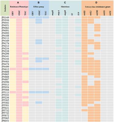 In vitro antimicrobial activity and resistance mechanisms of the new generation tetracycline agents, eravacycline, omadacycline, and tigecycline against clinical Staphylococcus aureus isolates